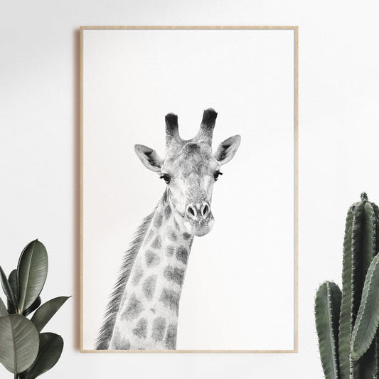Black & White Giraffe Hahnemühle Print