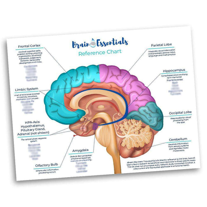 Brain Chart by Dr. Danielle Daniel at Your Oil Tools